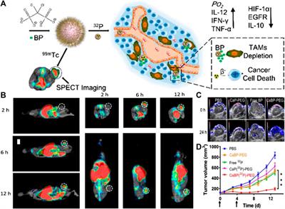 Activable Multi-Modal Nanoprobes for Imaging Diagnosis and Therapy of Tumors